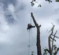 Fleming Tree Professionals trimming a medium-sized tree